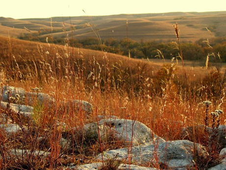 Drought or heat waves seemed to have less effect on grass growth as summer turned to fall.: Photograph courtesy of NSF Konza Prairie LTER Site
